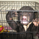 Imagen para el artículo titulado Por qué es tan grave que la OMS respalde la medicina tradicional china: las pseudoterapias que acaban con miles de animales muertos